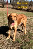 Banshee’s Pink Female, a female Golden Retriever for sale in Dickson, TN – 9 of 10