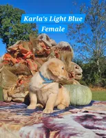 Karla’s Light Blue Female, a female Golden Retriever for sale in Dickson, TN – 3 of 9