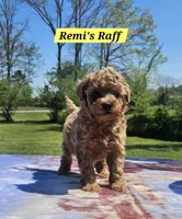 Raff, a male Poodle - Toy  for sale in Dickson, TN – Photo 2 of 7