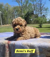 Raff, a male Poodle - Toy  for sale in Dickson, TN – Photo 3 of 7