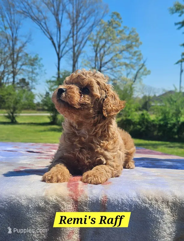 Raff – Poodle - Toy  puppy for sale in Dickson, TN