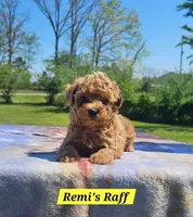 Raff, a male Poodle - Toy  for sale in Dickson, TN – Photo 4 of 7