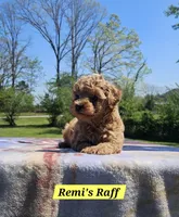 Raff, a male Poodle - Toy  for sale in Dickson, TN – Photo 6 of 7