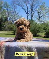 Raff, a male Poodle - Toy  for sale in Dickson, TN – Photo 5 of 7