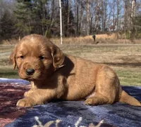 Brown collar - male, a male Golden Retriever for sale in Dickson, TN – Photo 2 of 9
