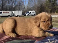 Brown collar - male, a male Golden Retriever for sale in Dickson, TN – Photo 1 of 9