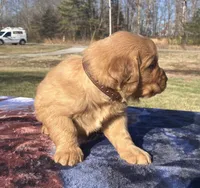 Brown collar - male, a male Golden Retriever for sale in Dickson, TN – Photo 5 of 9