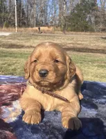 Brown collar - male, a male Golden Retriever for sale in Dickson, TN – Photo 3 of 9