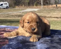 Brown collar - male, a male Golden Retriever for sale in Dickson, TN – Photo 4 of 9