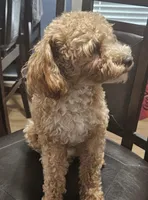 Bolt, a male Poodle - Toy  for sale in Dickson, TN – 10 of 10