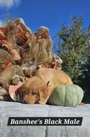 Banshee’s Black Male, a male Golden Retriever for sale in Dickson, TN – 6 of 10