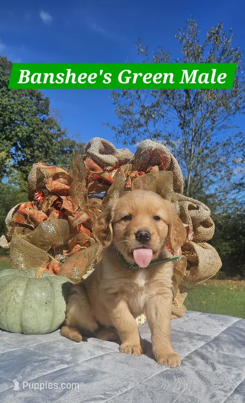Banshee’s Green Male – Golden Retriever puppy for sale in Dickson, TN