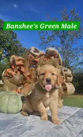 Banshee’s Green Male, a female Golden Retriever for sale in Dickson, TN – 1 of 10