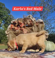 Karla’s Red Male, a male Golden Retriever for sale in Dickson, TN – 5 of 9