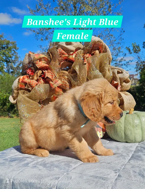 Banshee’s Light Blue, Female – Golden Retriever puppy for sale in Dickson, TN