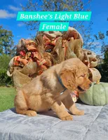 Banshee’s Light Blue Female, a female Golden Retriever for sale in Dickson, TN – 3 of 10