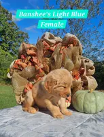 Banshee’s Light Blue Female, a female Golden Retriever for sale in Dickson, TN – 7 of 10
