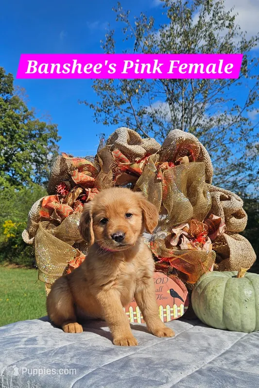 Banshee’s Pink, Female – Golden Retriever puppy for sale in Dickson, TN