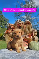 Banshee’s Pink Female, a female Golden Retriever for sale in Dickson, TN – 4 of 10