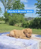 Karla’s Brown Collar - Male, a male Golden Retriever for sale in Dickson, TN – Photo 3 of 8