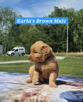 Karla’s Brown Collar - Male, a male Golden Retriever for sale in Dickson, TN – Photo 2 of 8