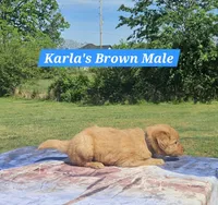 Karla’s Brown Collar - Male, a male Golden Retriever for sale in Dickson, TN – Photo 4 of 8