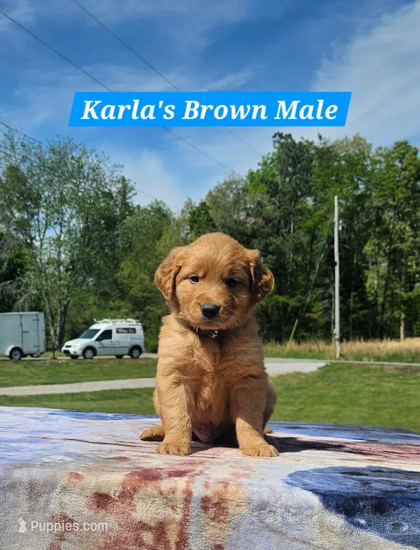 Karla’s Brown Collar - Male – Golden Retriever puppy on hold in Dickson, TN