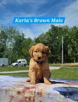 Karla’s Brown Collar - Male, a male Golden Retriever for sale in Dickson, TN – Photo 1 of 8