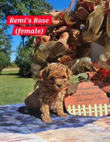 Rose, a female Poodle - Toy  for sale in Dickson, TN – 1 of 10
