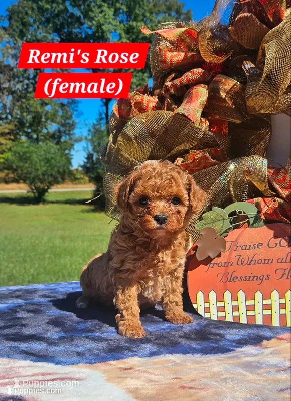 Rose – Poodle - Toy  puppy for sale in Dickson, TN