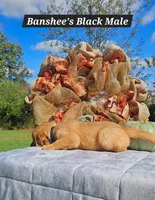 Banshee’s Black Male, a male Golden Retriever for sale in Dickson, TN – 2 of 10