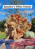 Banshee’s White Female, a female Golden Retriever for sale in Dickson, TN – 4 of 10