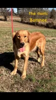Banshee’s White Female, a female Golden Retriever for sale in Dickson, TN – 9 of 10