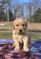 Silver, a male Golden Retriever for sale in Dickson, TN – Photo 2 of 8