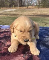 Silver, a male Golden Retriever for sale in Dickson, TN – Photo 3 of 8