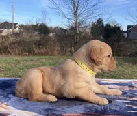 Silver, a male Golden Retriever for sale in Dickson, TN – Photo 4 of 8