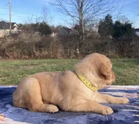 Silver, a male Golden Retriever for sale in Dickson, TN – Photo 1 of 8