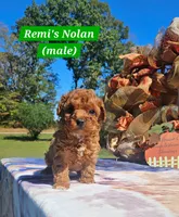 Nolan, a male Poodle - Toy  for sale in Dickson, TN – 8 of 10