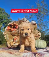 Karla’s Red Male, a male Golden Retriever for sale in Dickson, TN – 1 of 9
