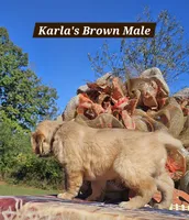 Karla’s Brown Male, a male Golden Retriever for sale in Dickson, TN – 3 of 7