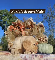 Karla’s Brown Male, a male Golden Retriever for sale in Dickson, TN – 1 of 7
