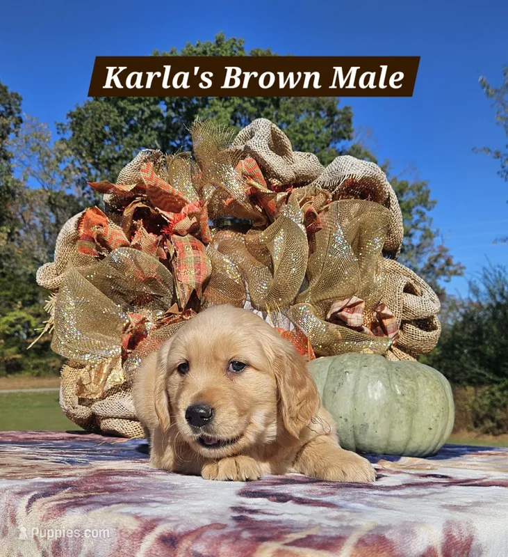 Karla’s Brown Male – Golden Retriever puppy for sale in Dickson, TN