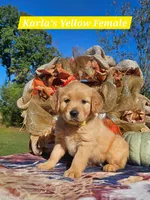 Karla’s Yellow Female, a female Golden Retriever for sale in Dickson, TN – 3 of 8