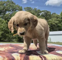 Oakley’s Yellow Female, a female Golden Retriever for sale in Dickson, TN – Photo 3 of 8