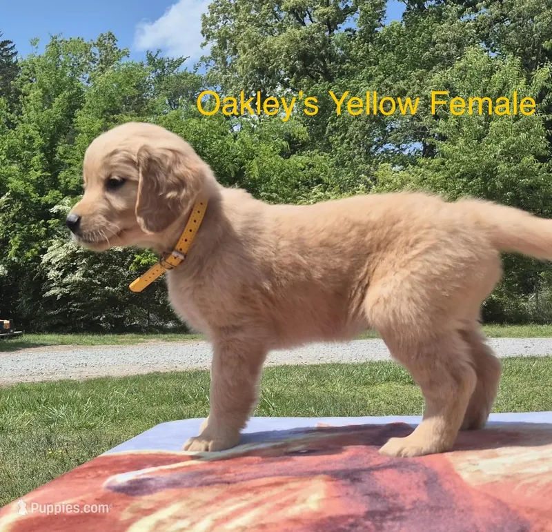 Oakley’s Yellow Female – Golden Retriever puppy for sale in Dickson, TN