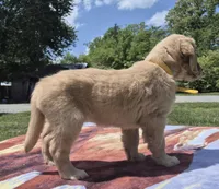 Oakley’s Yellow Female, a female Golden Retriever for sale in Dickson, TN – Photo 4 of 8