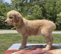 Oakley’s Yellow Female, a female Golden Retriever for sale in Dickson, TN – Photo 2 of 8