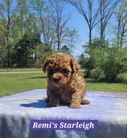 Starleigh, a female Poodle - Toy  for sale in Dickson, TN – Photo 1 of 7