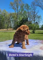 Starleigh, a female Poodle - Toy  for sale in Dickson, TN – Photo 7 of 7