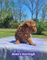 Starleigh, a female Poodle - Toy  for sale in Dickson, TN – Photo 2 of 7